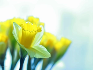 Flowers, Daffodils, Yellow