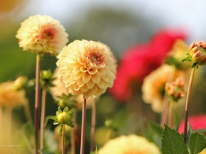 Flowers, dahlias, Yellow