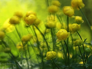 Flowers, Globeflower, Yellow