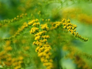 Flowers, Goldenrod, Yellow