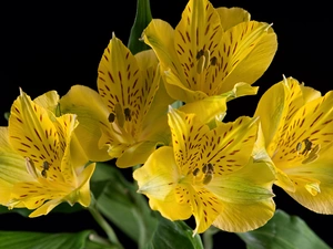 green ones, Leaf, Flowers, Alstroemeria, Yellow