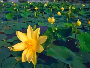 Yellow, lotuses, Leaf, Flowers