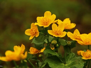 Flowers, marigolds, Yellow