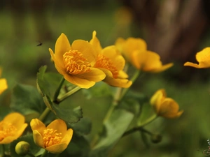 Flowers, marigolds, Yellow