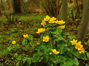 Flowers, marigolds, Yellow