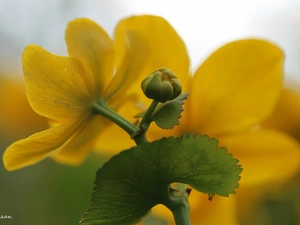 Flowers, marigolds, Yellow