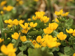 Flowers, marigolds, Yellow