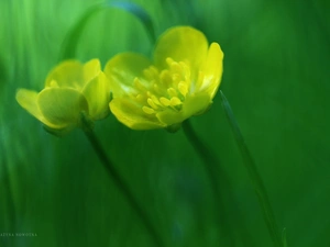 Flowers, marigolds, Yellow