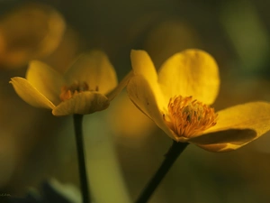 Flowers, marigolds, Yellow