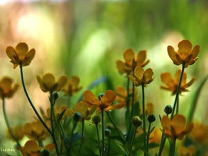 Flowers, marigolds, Yellow