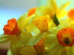 Flowers, narcissus, Yellow