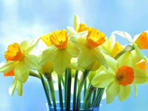 narcissus, Yellow Flowers