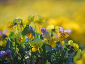 Yellow, pansies, Flowers, purple