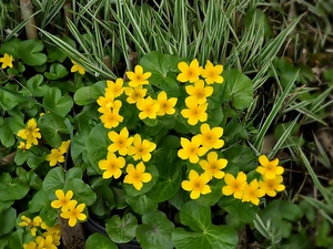 Yellow, marigolds, Plants, Flowers