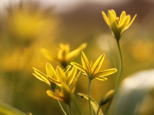 Yellow gold plating, Flowers