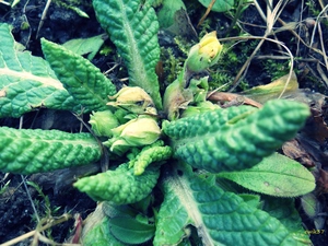 Colourfull Flowers, Yellow, donuts, primrose
