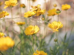Yellow, Calliopsis, rapprochement, Flowers