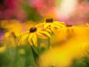 Yellow, Rudbekie, rapprochement, Flowers