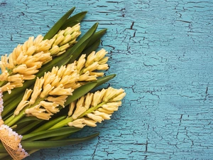 Yellow, Hyacinths, ribbon, Flowers