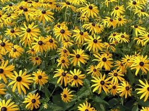 Flowers, Rudbeckia, Yellow