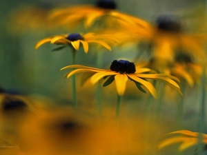 Flowers, Rudbeckia, Yellow