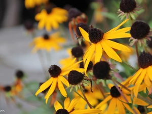 Flowers, Rudbeckia, Yellow