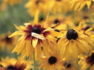 Flowers, Rudbekie, Yellow