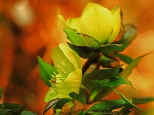 Yellow, Spring, Flowers, Helleborus