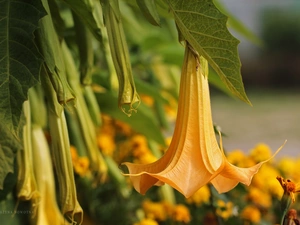Flowers, stramonium, Yellow