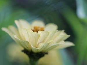 Colourfull Flowers, Yellow Honda, zinnia