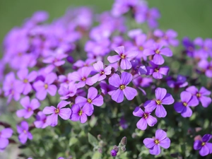 purple, Flowers, Żagwin garden, change