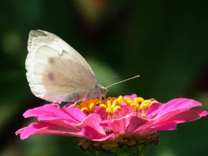 zinnia, butterfly, Colourfull Flowers