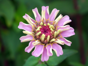 zinnia, nature, Colourfull Flowers