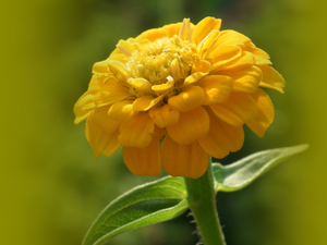 zinnia, nature, Colourfull Flowers