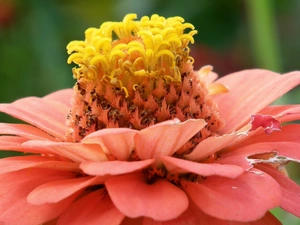 zinnia, nature, Colourfull Flowers