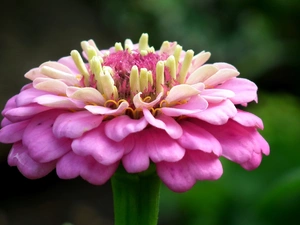 zinnia, nature, Colourfull Flowers