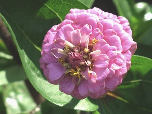 zinnia, nature, Colourfull Flowers