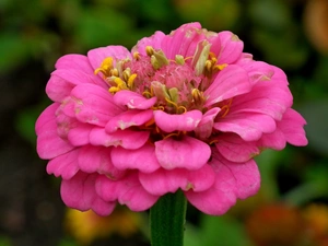zinnia, nature, Colourfull Flowers