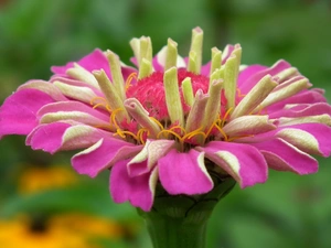 zinnia, nature, Colourfull Flowers