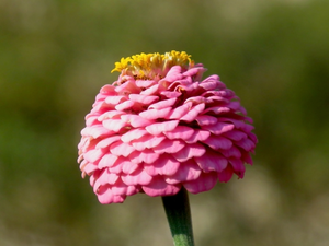 zinnia, nature, Colourfull Flowers