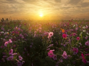 Meadow, Sunrise, Cosmos, Fog