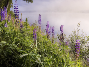 Fog, lupine, River