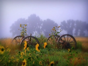 wheel, Nice sunflowers, Fog, wagon