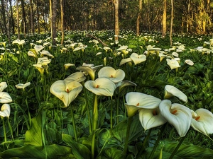 forest, White, Calla