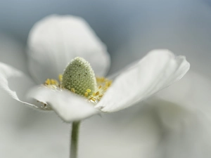 Colourfull Flowers, Close, forest, White, Snowdrop Windflower