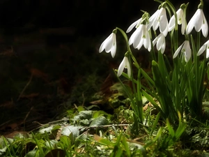 forest, snowdrops, grass