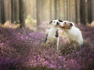 heather, Border Collie, forest