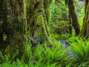 Washington State, The United States, Olympic National Park, forest, fern, Path, trees, viewes, mossy
