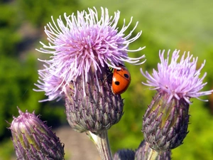 forest, ladybird, teasel