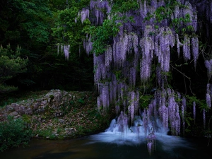 River, forest, trees, Rocks, wistaria